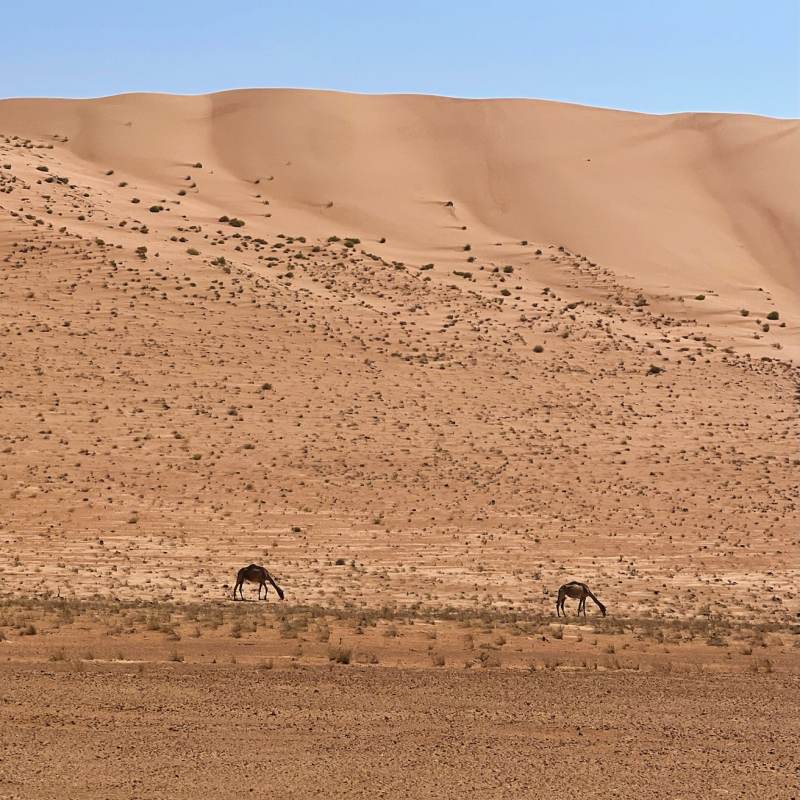 Two camels eating desert vegetation with a tall sand dune behind them