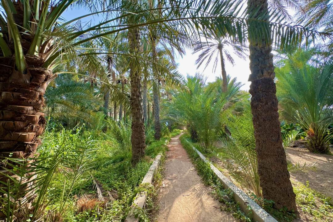 A path through an oasis with date palms either side