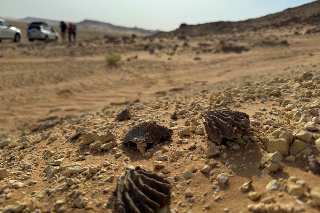 Several fossilised clam shells lying on the desert sand