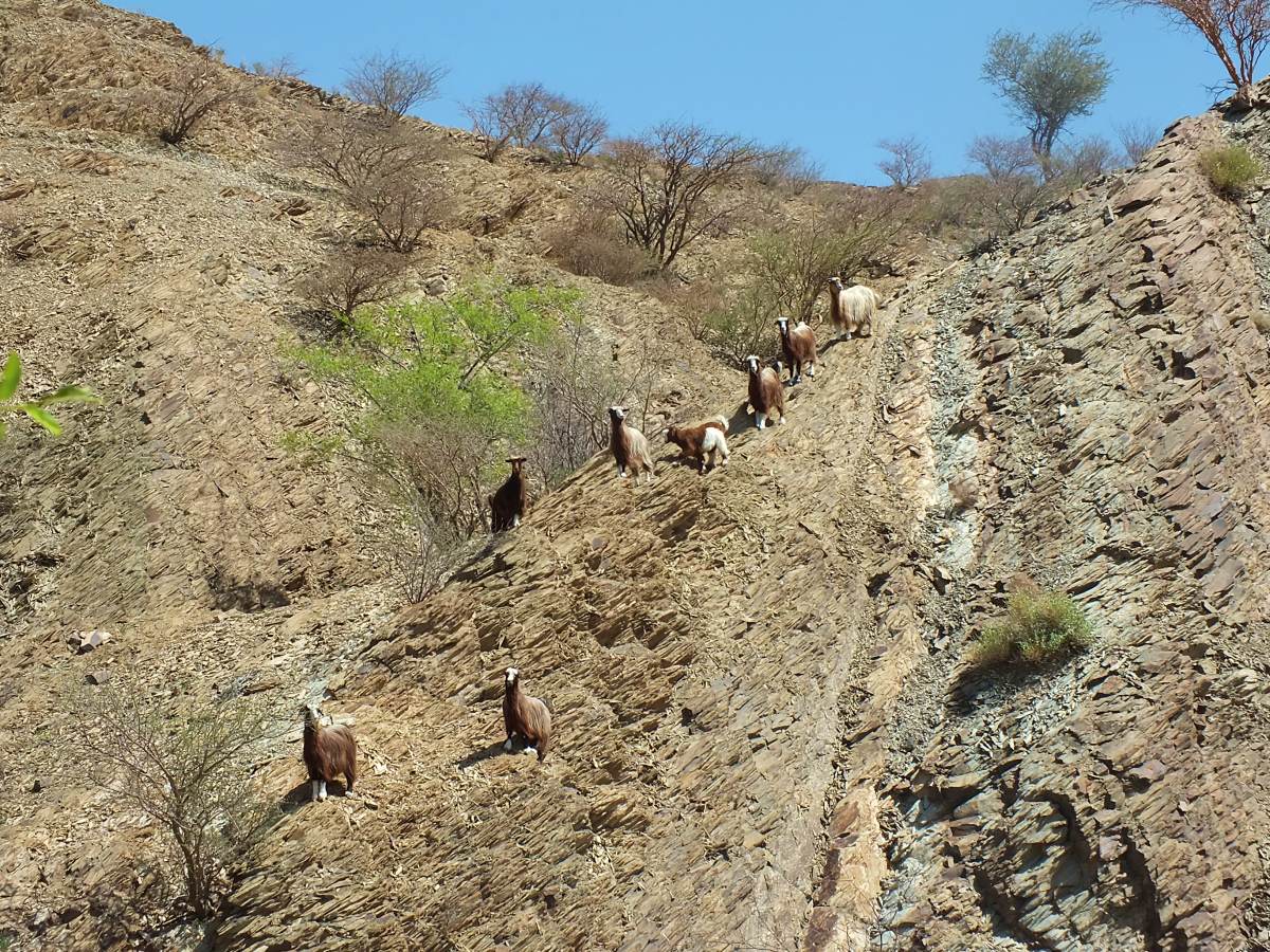 A herd of goats at the side of the Wadi Sahtan track hoping for us to leave some food scraps behind