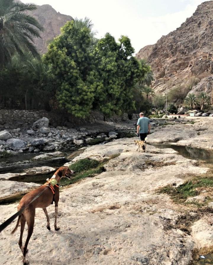 Two dogs are walked by the pools at Nakal, Oman