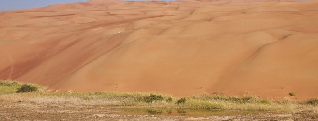 A small pool of water surrounded by grasses sits at the bottom of a sand dune on the Rub al Khali Road