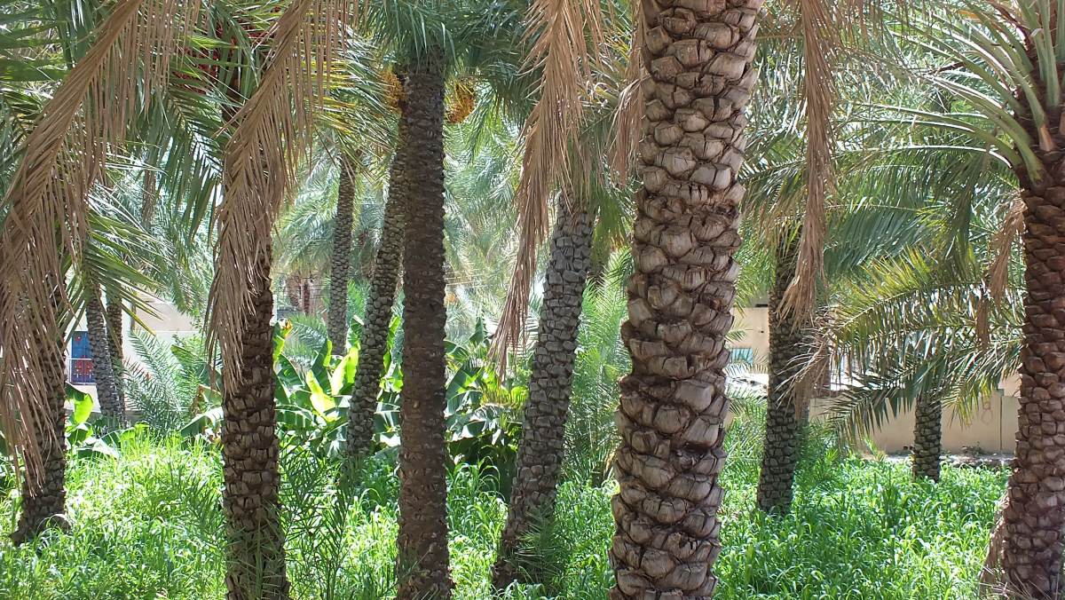 A view looking through the Date Palm Oasis at Rustaq, Oman