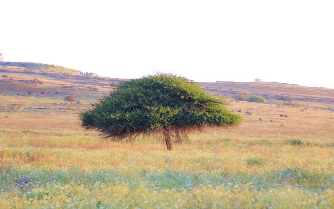 Salalah’s Ever-changing Climate