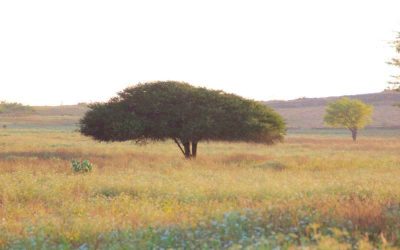 Shoof Oman: 015
