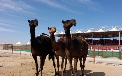 The Desert Diva’s Guide to the Al Dhafra Camel Festival