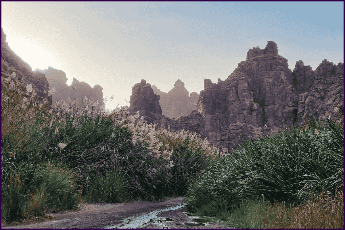 wadi rocks and rushes