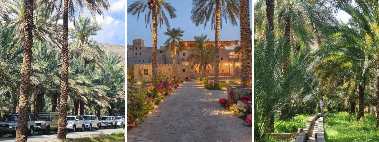 A collage of 3 pictures with palm trees