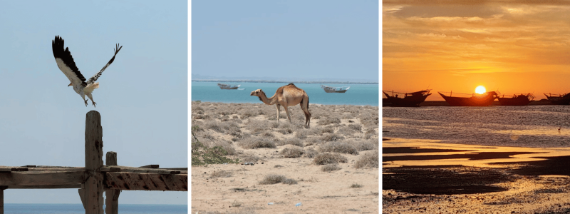 A collage of a vulture, a camel and Dhows