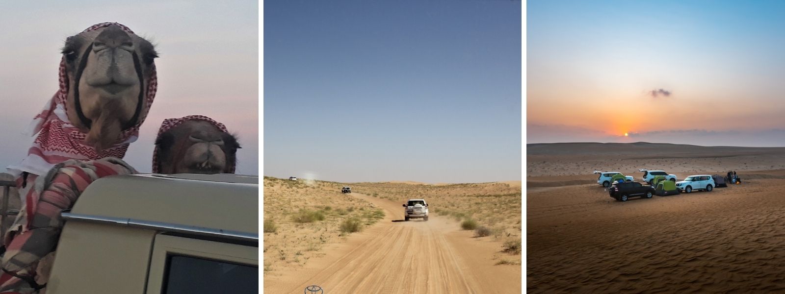 collage with cute camels, desert driving and remote camping
