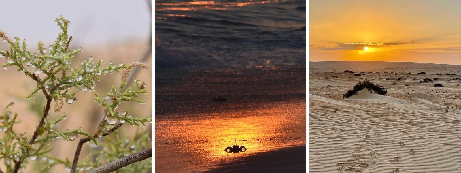 collage showing water droplets on a desert plant, a crab at sunset and the sunset in the desert