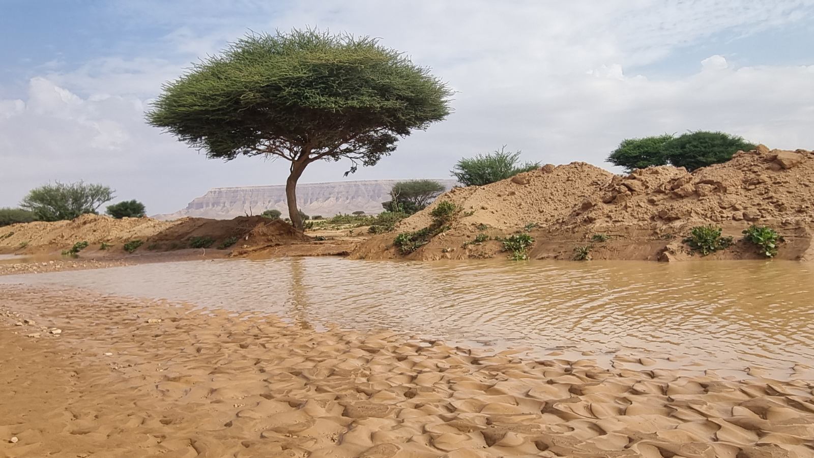Desert landscape in Saudi Arabia after rainfall showing water and acacia trees