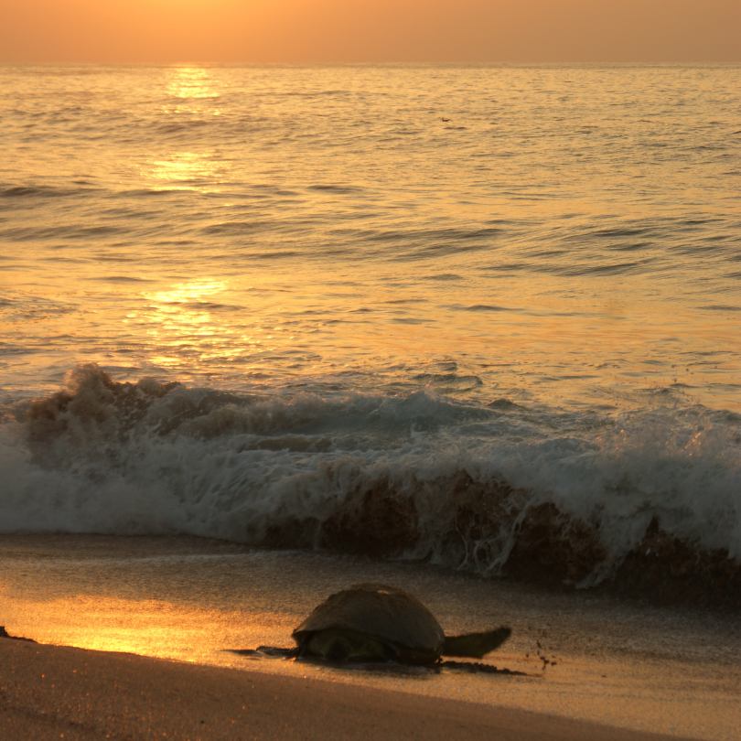 turtle heading for the sea at ras al jinz oman