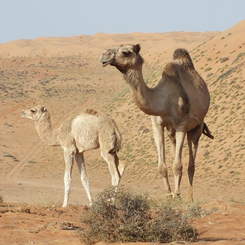 camel mother and baby