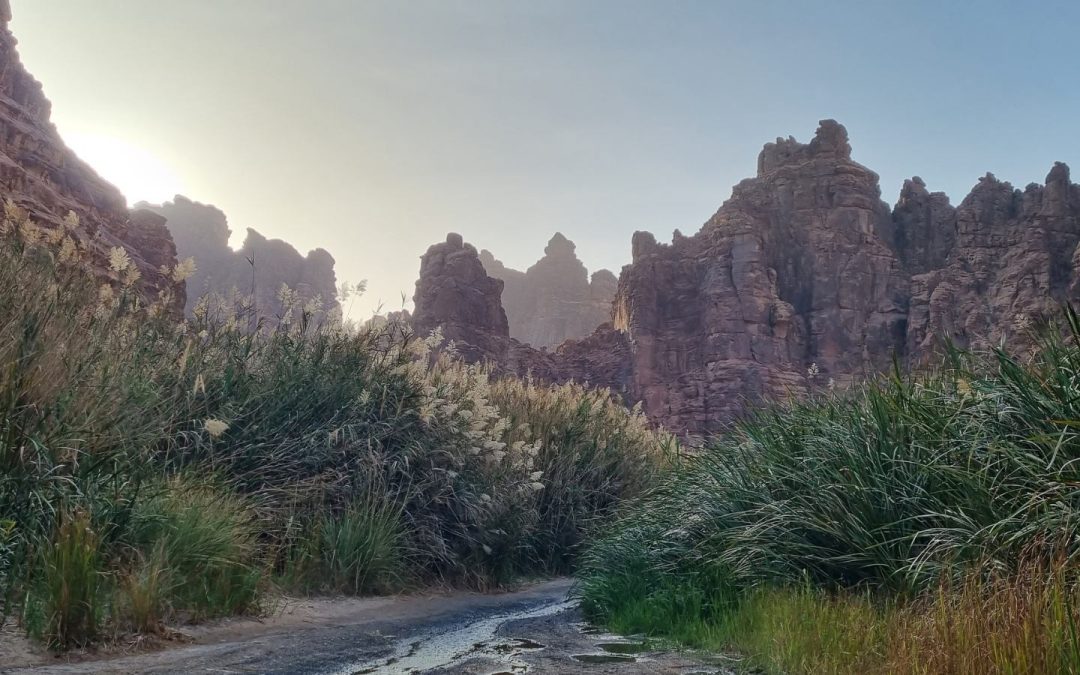 Wadi Disah in Saudi Arabia showing dramatic sandstone cliffs and greenery